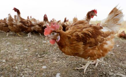 Francia sacrifica a 10 millones de aves por gripe aviar