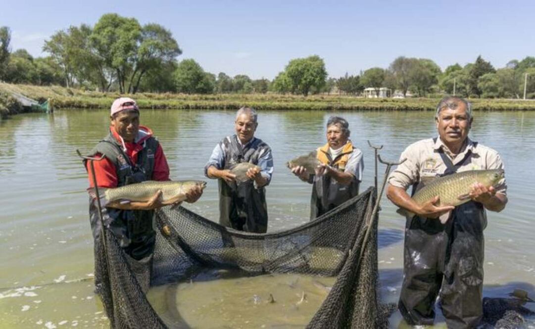 Sader entregará más de mil 200 mdp a pescadores como apoyo económico en tiempo de veda. Foto: Especial