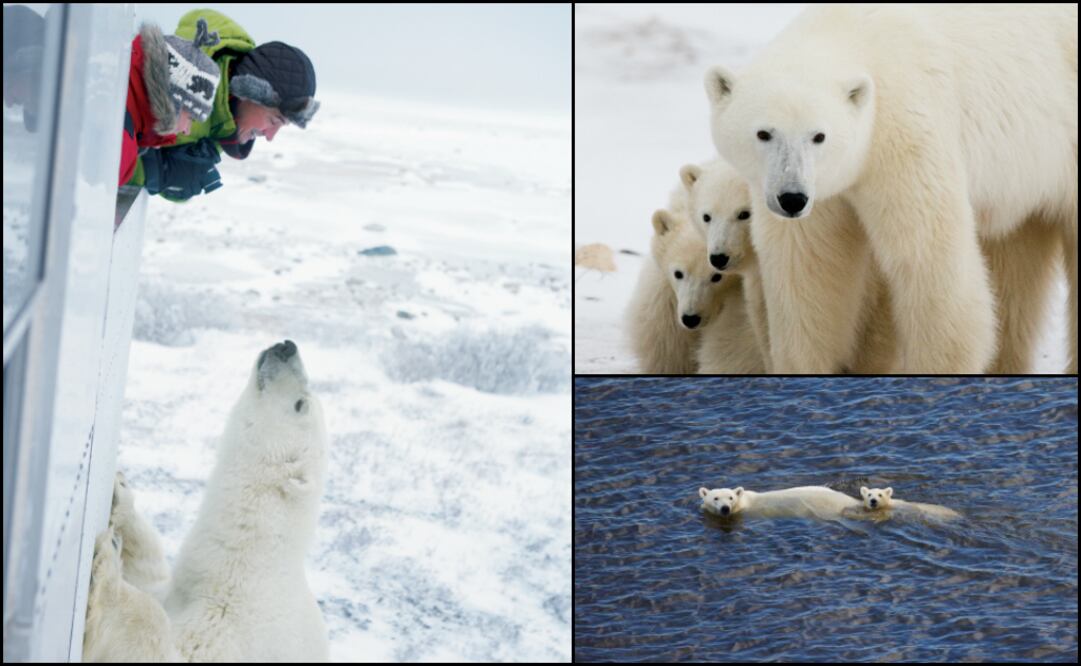 Cada 27 de febrero, Polar Bears International celebra a los osos polares. (Foto: Especial)