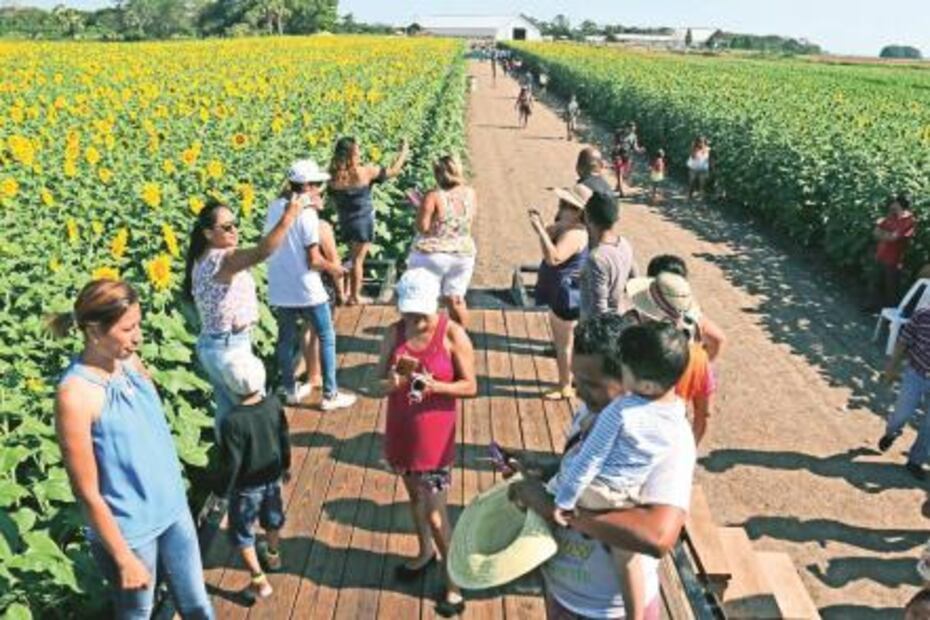 Santuario de los girasoles, industria atractiva