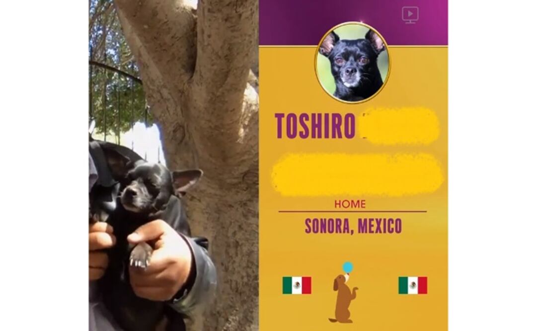 La familia celebraba el triunfo de Toshiro en el concurso “World´s Most Amazing Dog”. Foto: Especial