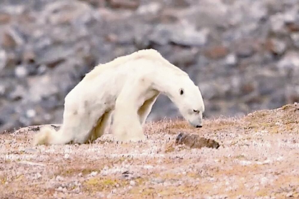 La imagen de un oso polar muriendo de hambre ha dado la vuelta al mundo para hacer conciencia sobre los efectos del cambio climático. (INTERNET)