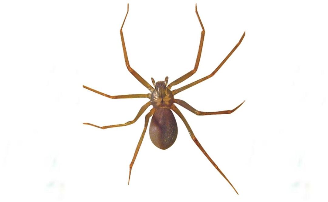 Neza alerta por nueva especie de araña violinista en el Edomex