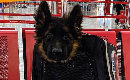 Inicia cuenta regresiva para llegada de cachorro turco a México; seguirá los pasos de Proteo como rescatista