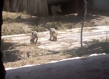 Nacen dos lobos mexicanos en el Zoológico de San Juan de Aragón