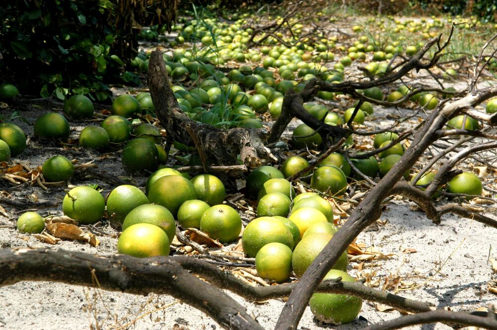 Cosecha de naranjas en Florida. Foto: Archivo