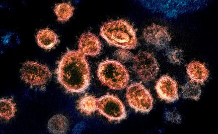 Covid-19: El coronavirus sobrevive en la piel hasta nueve horas