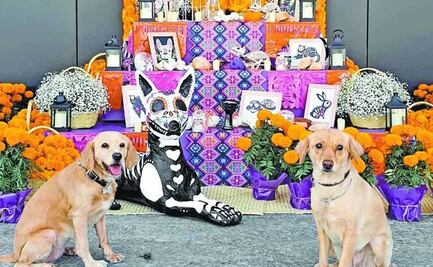 Día de Muertos: Fotos de animales y artículos que no deben faltar en tu ofrenda para mascotas