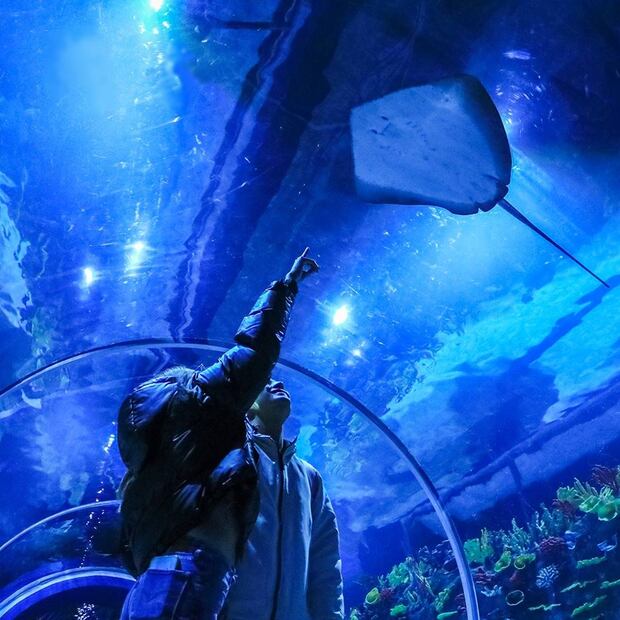 Foto: Acuario Michin