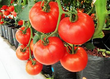 Se pagarán aranceles al jitomate a partir de mayo; aún buscan acuerdo con EU