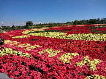 Productores ganan Récord Guinness por tapete con nochebuenas en Morelos