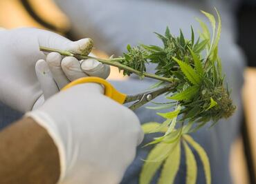 Cofepris rechaza solicitudes para uso lúdico de marihuana