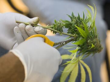 Cofepris rechaza solicitudes para uso lúdico de marihuana