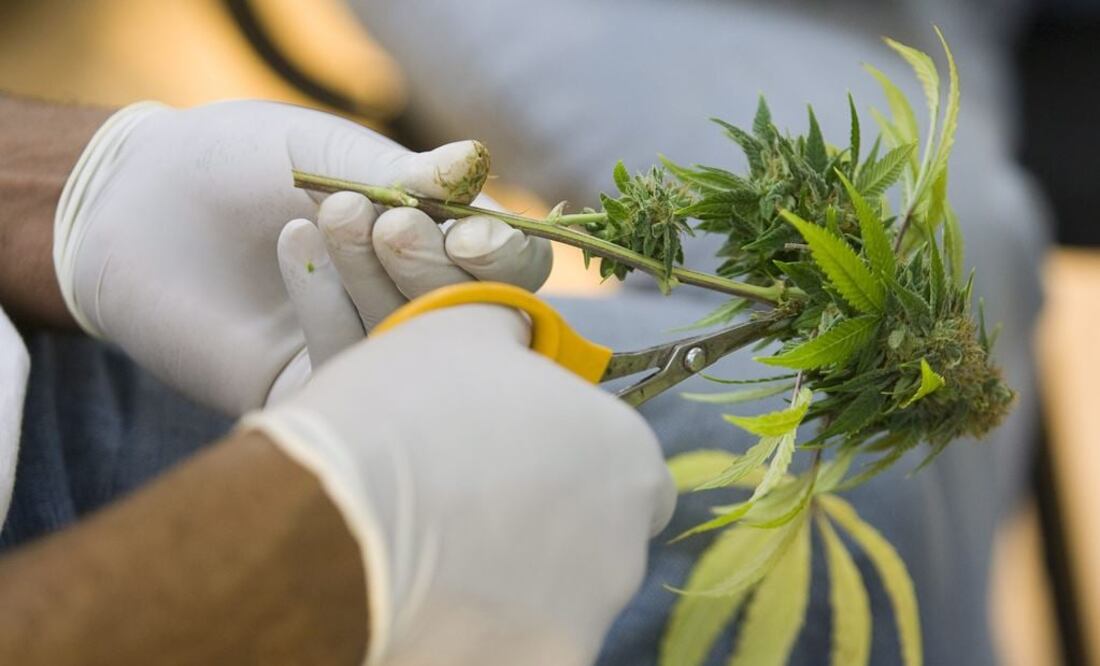 Cofepris rechaza solicitudes para uso lúdico de marihuana