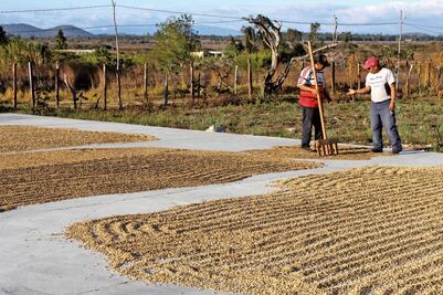 Café de Chiapas, sabor que enamora al mundo