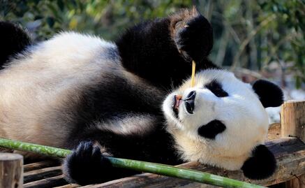Muere a los 31 años el 'abuelo panda' en China