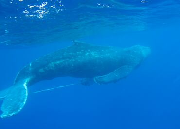 Más de la quinta parte de las especies migratorias están en peligro de extinción, alerta informe de la ONU