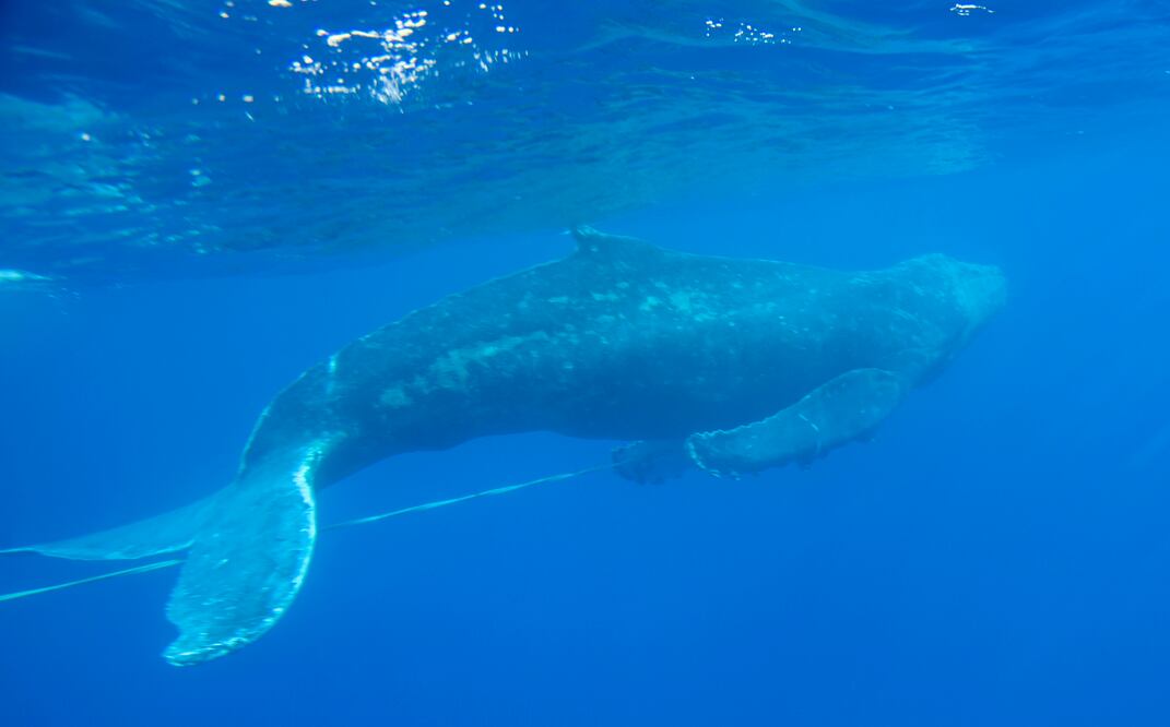 En esta imagen del 6 de marzo de 2019 proporcionada por el Santuario Nacional Marino de Ballenas Jorobadas Islas Hawaianas de NOAA, una ballena jorobada joven que fue liberada de equipo de pesca por personal entrenado cerca de Makena Beach, Hawai. Casi la mitad de las especies migratorias del mundo están en declive, según un nuevo reporte de Naciones Unidas publicado el lunes 12 de febrero de 2024. Foto: Ed Lyman/Santuario Nacional Marino de Ballenas Jorobadas Islas Hawaianas de NOAA vía AP.