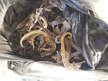 Incautan 1 ton de especies marinas