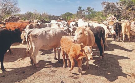 Ante sequía, temen pérdida del ganado; productores pide apoyo