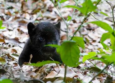 Zoológico de Chiapas reproduce especies en peligro de extinción