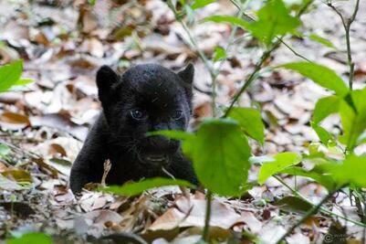 Zoológico de Chiapas reproduce especies en peligro de extinción