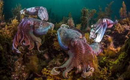 Número de cefalópodos aumentó desde 1950: estudio