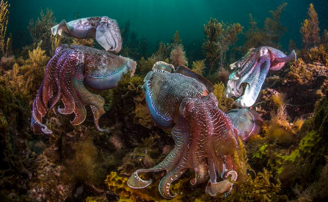Los científicos están estudiando actualmente los factores que determinan el crecimiento d la población de los cefalópodos como el calentamiento global o la sobreexplotación de las pesquerías. FOTO: Scott Portelli/EFE.