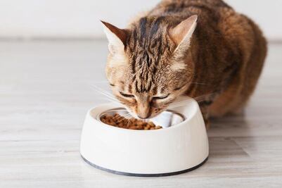 ¡No lo dejes pasar! Las mejores ofertas en comida para gatos con hasta 35% de descuento en Amazon México