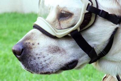 Frida, la perra rescatista