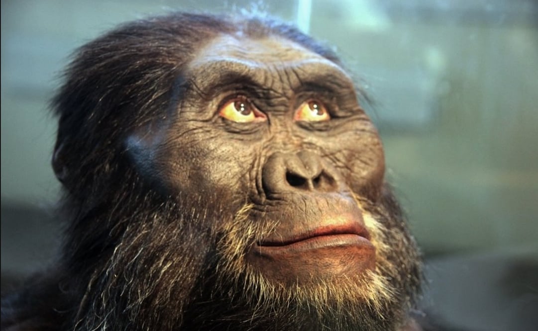 Australopithecus afarensis. Foto: Tim Evanson vía Europa Press