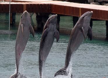 Show de delfines en destinos turísticos no tendrá un único dueño: Cofece
