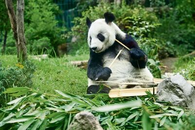 Xin Xin está de fiesta