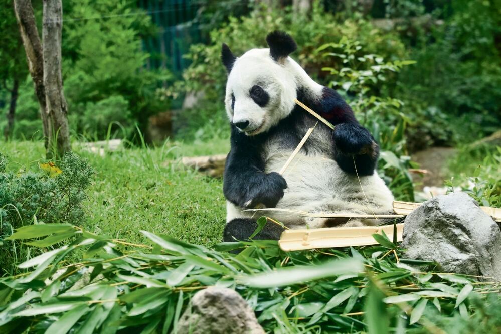 Xin Xin es la embajadora de la conservación animal del Zoológico de Chapultepec. Como festejo de sus 33 años, este sábado recibirá una piñata de cartón con manzana, acompañada de vainilla y bambú. Foto: Germán Espinosa / EL UNIVERSAL