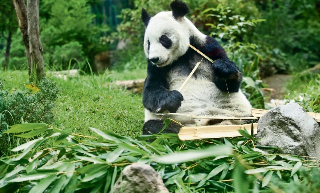 Xin Xin es la embajadora de la conservación animal del Zoológico de Chapultepec. Como festejo de sus 33 años, este sábado recibirá una piñata de cartón con manzana, acompañada de vainilla y bambú. Foto: Germán Espinosa / EL UNIVERSAL