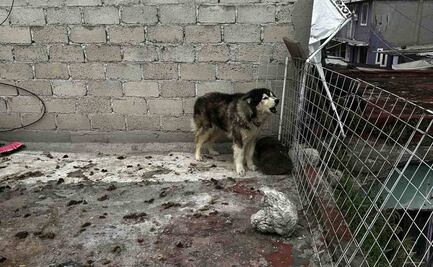 ¡Aguanta, Apolo!; Activista y periodistas ayudan a perro abandonado en Azcapotzalco