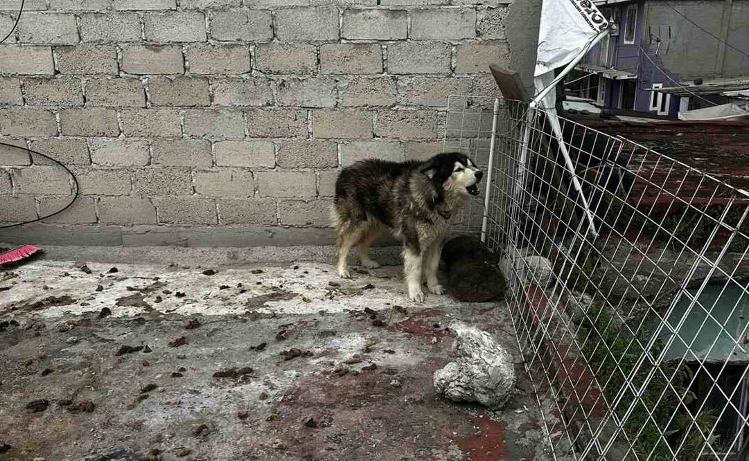 Periodistas ayudan a perro maltratado en Azcapotzalco (07/09/2025). Foto: Captura de pantalla
