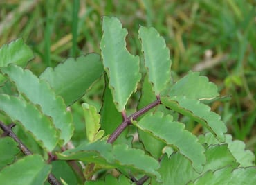 La bruja, una seductora planta que acaba con la existencia de otras especies