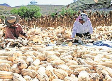 México puede perder panel contra importación de maíz transgénico; pero proceso aún no termina, afirma Ebrard