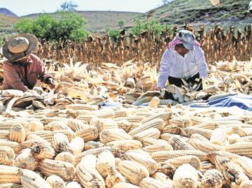 Maíz transgénico, tema álgido para la reunión trilateral del T-MEC de este jueves