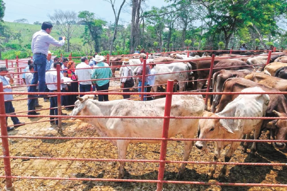 Ganaderos del Istmo reclaman que las autoridades les estén entregando animales listos para ser sacrificados en vez de aptos para repoblar el hato. Foto/ALBERTO LÓPEZ. EL UNIVERSAL