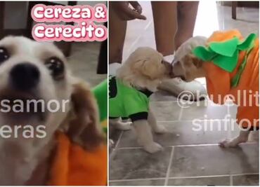¿Qué pasó con Cereza y Cerecito tras la explosión de pipa de gas? Refugio de perritos lanza mensaje que ilusiona a usuarios