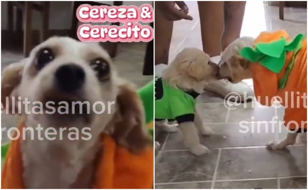 ¿Qué pasó con Cereza y Cerecito? Refugio de perritos manda un mensaje que ilusiona a usuarios