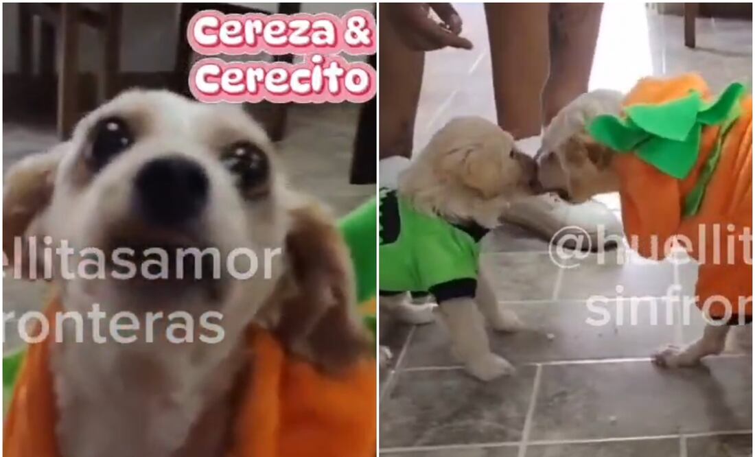 ¿Qué pasó con Cereza y Cerecito? Refugio de perritos manda un mensaje que ilusiona a usuarios