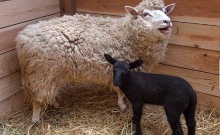 Nació una oveja negra de madre blanca en un zoológico en Japón