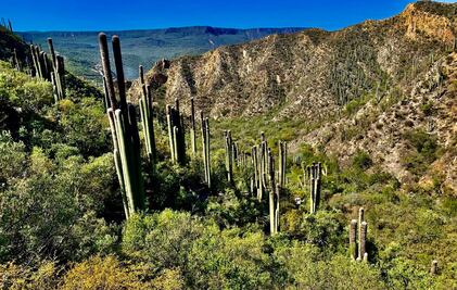 En Hidalgo recorre la Barranca de Metztitlán y sus increíbles paisajes