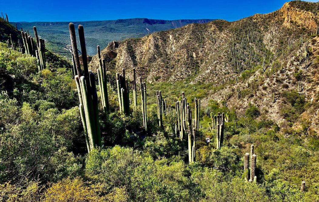 La Reserva de la Biósfera Barranca de Metztitlán abarca ocho municipios de Hidalgo. Foto: Cortesía Reserva de la Biósfera Barranca de Metztitlán