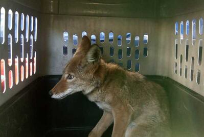 Coyote agresivo merodeaba en la alcaldía de Iztapalapa