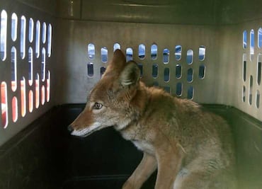Coyote agresivo merodeaba en la alcaldía de Iztapalapa