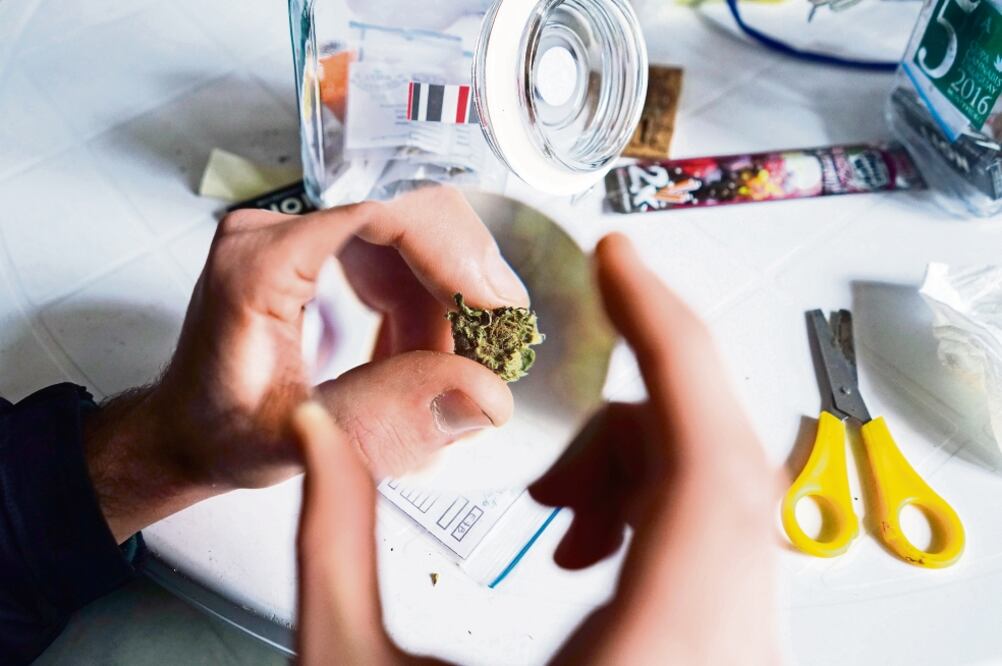 Los usuarios uruguayos podrán acceder a dos variedades de marihuana, la cual se distribuirá en envases de cinco gramos. (ARCHIVO AP)